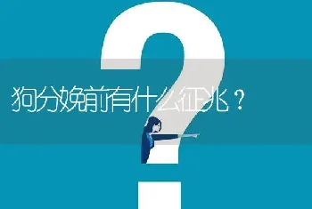 狗分娩前有什么征兆？