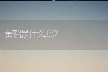 黄鹂是什么鸟？