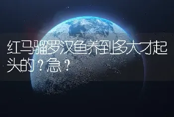 红马骝罗汉鱼养到多大才起头的？急？