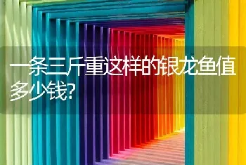 一条三斤重这样的银龙鱼值多少钱？