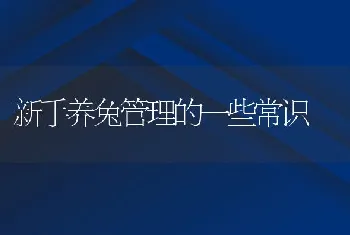 新手养兔管理的一些常识