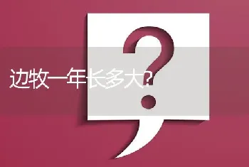 边牧一年长多大？