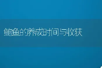 鲍鱼的养成时间与收获