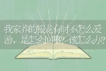 我家养的银龙有时不怎么爱游，是怎么回事？该怎么办？