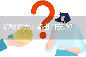 边牧多大才能出门安静？