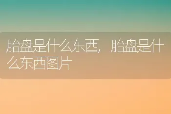 胎盘是什么东西，胎盘是什么东西图片