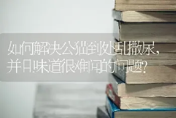 如何解决公猫到处乱撒尿，并且味道很难闻的问题？