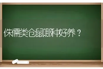 侏儒类仓鼠哪种好养？