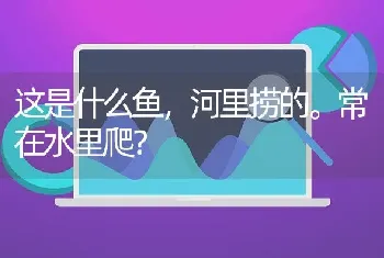 这是什么鱼，河里捞的。常在水里爬？