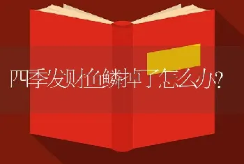 四季发财鱼鳞掉了怎么办？