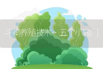 斗鸡养殖技术-五个小窍门