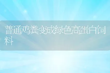 普通鸡粪变成绿色高蛋白饲料