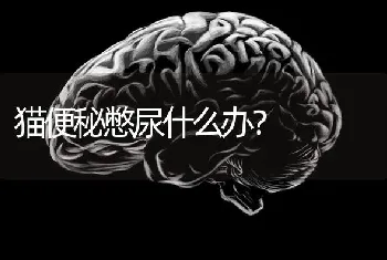 我的皇家纯种蓝猫猛吃就是不长肉，这种宠物是吃死也不胖的体质吗，我该怎么办？