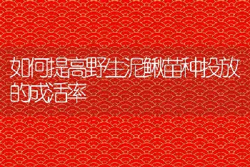 如何提高野生泥鳅苗种投放的成活率