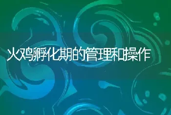 火鸡孵化期的管理和操作