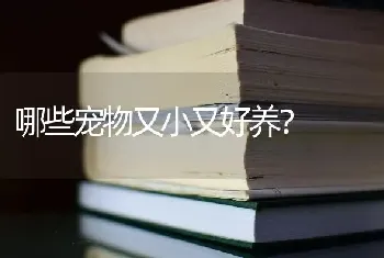 哪些宠物又小又好养？