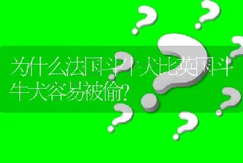 为什么法国斗牛犬比英国斗牛犬容易被偷？