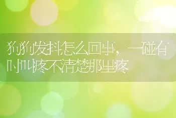 狗狗发抖怎么回事，一碰有时叫疼不清楚那里疼