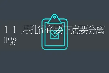 11月孔雀鱼要下崽要分离吗？