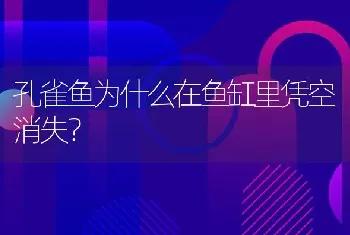 孔雀鱼为什么在鱼缸里凭空消失？