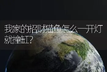 奶茶仓鼠公的好养还是母的好养？