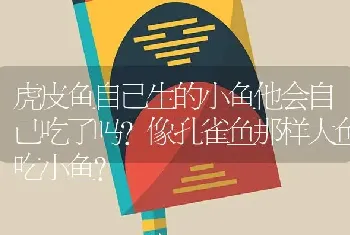 虎皮鱼自己生的小鱼他会自己吃了吗？像孔雀鱼那样大鱼吃小鱼？