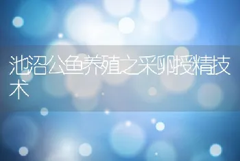 池沼公鱼养殖之采卵授精技术