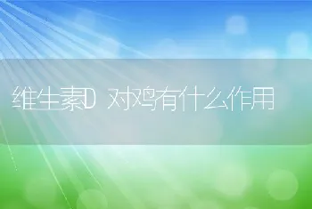 维生素D对鸡有什么作用