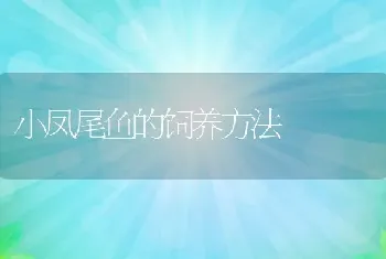 小凤尾鱼的饲养方法