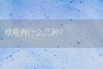 草龟养什么品种？