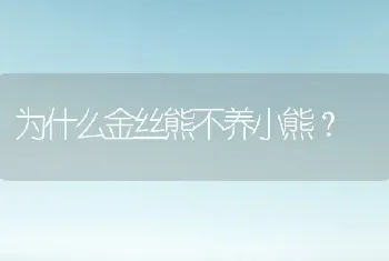 为什么金丝熊不养小熊？