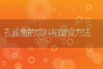 孔雀鱼的饲料和喂食方法