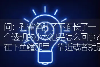 问：孔雀鱼肚子下面长了一个透明的小水泡是怎么回事？在下鱼鳍那里，靠近或者就是排着孔的位置，一个很小？