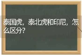 泰国虎，泰北虎和印尼，怎么区分？