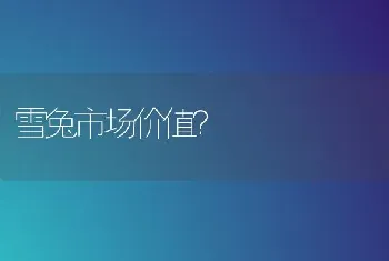 雪兔市场价值？