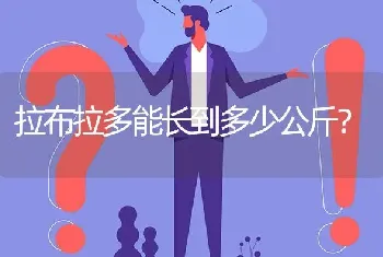 拉布拉多能长到多少公斤？