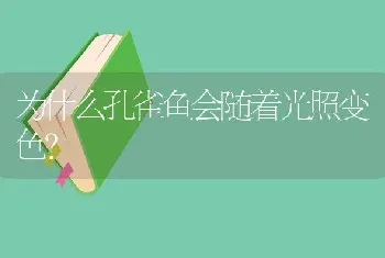 为什么孔雀鱼会随着光照变色？