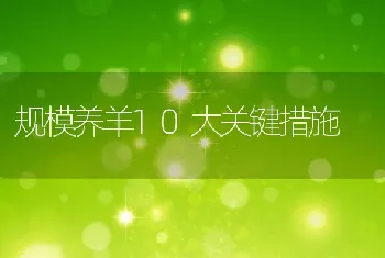 规模养羊10大关键措施