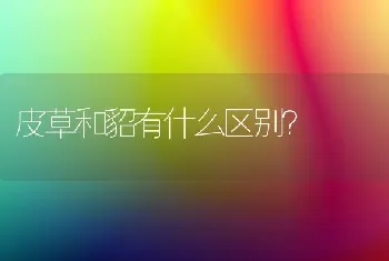 皮草和貂有什么区别？