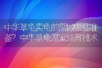 中华草龟卖龟前需做哪些准备？中华草龟温室培育技术