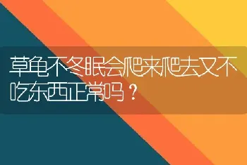 草龟不冬眠会爬来爬去又不吃东西正常吗？