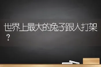 世界上最大的兔子跟人打架？