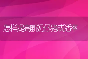 怎样提高断奶仔猪成活率