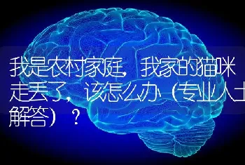 我是农村家庭，我家的猫咪走丢了，该怎么办（专业人士解答）？