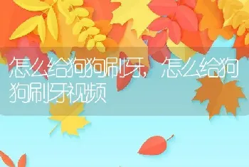 怎么给狗狗刷牙，怎么给狗狗刷牙视频