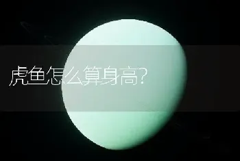 虎鱼怎么算身高？