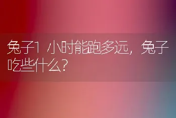 兔子1小时能跑多远，兔子吃些什么？