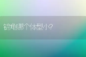 锦龟哪个体型小？