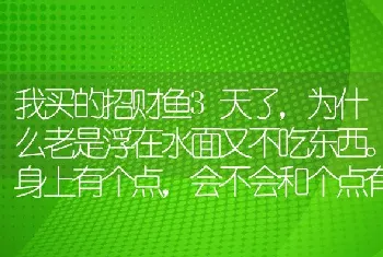 我买的招财鱼3天了，为什么老是浮在水面又不吃东西。身上有个点，会不会和个点有关生病了？