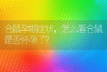 仓鼠孕期症状，怎么看仓鼠是否怀孕了？